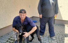 Фото 10: 11 собак та кота з ЛКП «Лев» прилаштували за 2 тижні