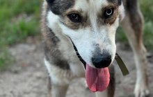 Фото 15: 50 собак і 17 котів чекають на своїх господарів у ЛКП «Лев»