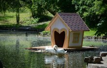 Фото 7: У Стрийському парку з’явилась клумба на воді