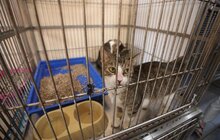 Фото 11: Львів перший у світі підрахував вуличних котів
