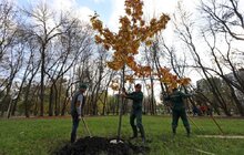 Фото 7: У парку «700-річчя» триває висадка дерев та кущів