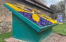 Фото 4: Квітковий годинник на площі Митній вже у синьо-жовтих квітах
