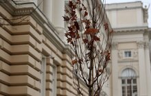 Фото 2: Нова локація для дерев: біля університету імені Івана Франка висадили клени