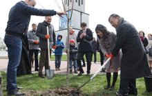 Фото 12: У Львові висадили 20 сакур, які місту подарувало Посольство Японії