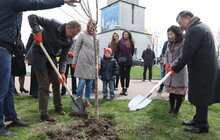 Фото 15: У Львові висадили 20 сакур, які місту подарувало Посольство Японії