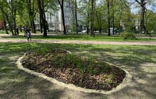 Фото 2: У Львові висадили вже четвертий дощовий садок: тепер така локація є у парку Івана Франка (відео)