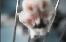 Фото 9: Ветеран без руки щодня вигулює 60 собак з ЛКП «Лев» (відео)