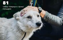 Фото 2: За півроку ЛКП «Лев» було простерилізовано 348 собак та 223 коти
