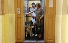 Фото 12: Візьми собаку на роботу: працівники мерії Львова прийшли на роботу із чотирилапими (відео)