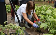 Фото 10: До Дня міста Бахмут його мешканці висадили у Львові троянди в пам'ять про свою домівку