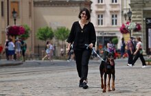 Фото 2: Візьми собаку на роботу: працівники мерії Львова прийшли на роботу із чотирилапими (відео)