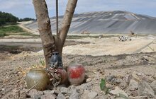 Фото 11: На Грибовицькому полігоні скоро висаджуватимуть дерева (відео)