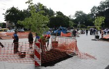 Фото 11: На площі Галицькій висадили нові дерева