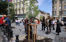 Фото 18: На площі Галицькій висадили нові дерева