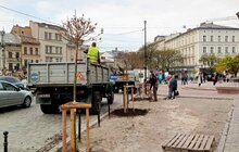 Фото 4: У Львові висаджують 33 дерева, закуплені коштом благодійників