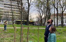 Фото 6: У Львові висаджують 33 дерева, закуплені коштом благодійників
