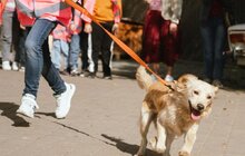 Фото 6: Маленькі львів’яни завітали до ЛКП «Лев», де піклуються про бездомних тваринок