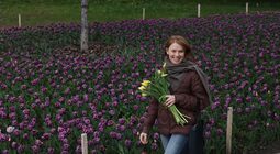 200 тисяч тюльпанів Нідерланди вже подарували Львову: чи побільшає їх у місті наступного року? (відео)