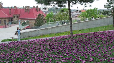 Фото: На Меморіалі Героїв Небесної Сотні цвітуть нідерландські тюльпани
