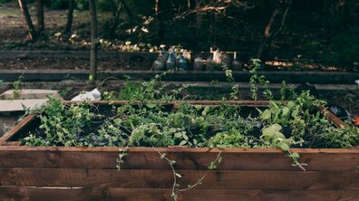 Фото: У Львові популяризуватимуть міське садівництво та городництво