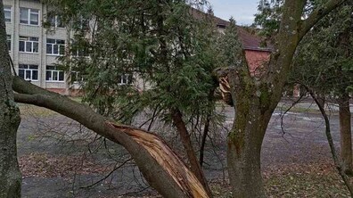 Пошкоджене дерево.Його велика частина розламалася та нахилилася до землі. На задньому плані видно будівлю та подвір’я.