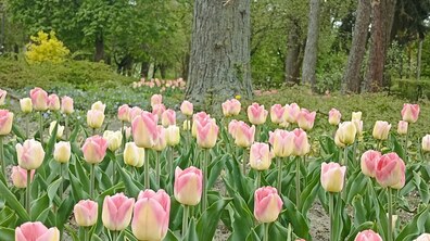 квітуча весняна клумба з ніжними тюльпанами рожево-жовтого відтінку. Квіти ростуть рядами, а на задньому плані видно зелену паркову зону з високими деревами та кущами
