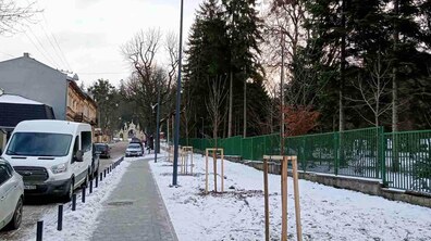 Фото: На вул. Пекарській та Шімзерів висадили 38 дерев