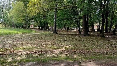 Зелені розлогі дерева з широким верховіттями ростуть обабіч пішохідної доріжки. Земля вкрита сухою травою і листям.