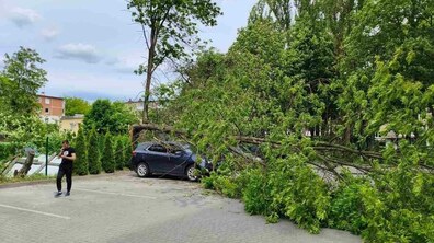 Дерево впало на темний легковий автомобіль. Ліворуч стоїть чоловік у чорному одязі й дивиться в телефон. На задньому плані видно багато дерев, кущів і кілька будинків.