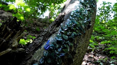 Похилений стовбур дерева у парку вкритий синіми і зеленими дрібними шматочками скла, яке тут лежало у землі впродовж багатьох років. Скляна картина на дереві утворює блакитно-зелену річку