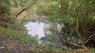 Річка протікає поміж густих зелених дерев та кущів. На передньому плані — ґрунтовий берег із сухою травою, гіллям та залишками побутових відходів