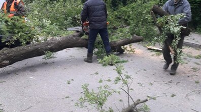 Фото: Сильний вітер повалив у місті 3 дерева