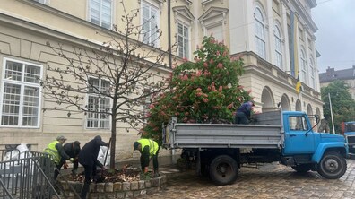 Фото: На площі Ринок видаляють два всохлі каштани
