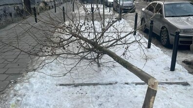 Фото: Місто звернулося до правоохоронних органів щодо незаконної зрізки платанів на вул. Котлярській