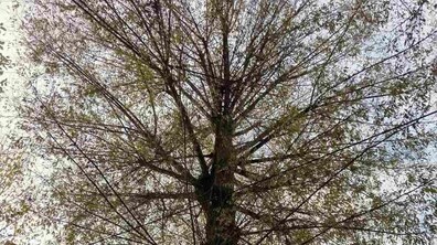 Фото: Аварійну вербу на вул. Липова Алея цього тижня зріжуть