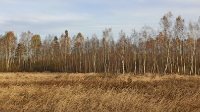 Фото: «Торфовище Білогорща» залишається заказником: рішення суду