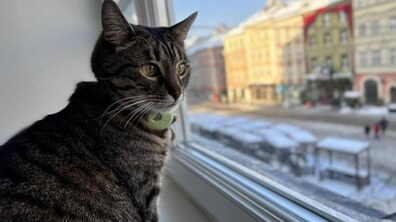 левчик дивиться у вікно