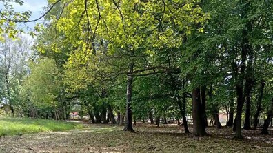 Паркова зона в сонячний день, на передньому плані видно великі зелені дерева