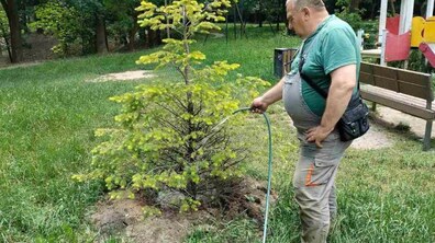 Зелений квітник у міському парку, який висаджений на охайній клумбі. Рослини рясно поливає чоловік чистою водою.
