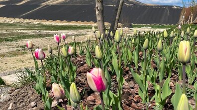 на фоні гір рекультивованого Грибовицького полігону ростуть двоколірні біло-рожеві тюльпани