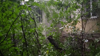 Фото: За вихідні через негоду повалено 11 дерев: комунальники дерева розкрижували і прибирають