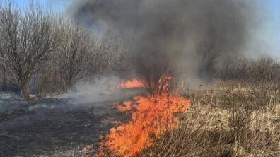 Велике червоне полум’я вогню спалює суху траву на полі. Поруч дерева. Вгору йде чорний дим