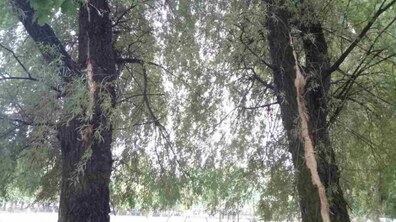 Фото: Внаслідок удару блискавки постраждало четверо осіб, двоє з них загинули