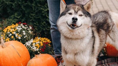 Фото: Фотосесії для хвостатих: 30 фотографів-волонтерів зголосились фотографувати підопічних ЛКП «Лев»