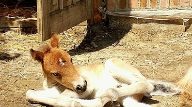 Фото: У Львівському міському дитячому еколого-натуралістичному центрі народилось лошатко