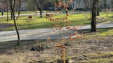 Фото: У львівських парках висадили сотню дерев та кущів
