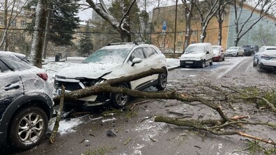 Фото: Комунальники ліквідували наслідки падіння гілки дерева на Свенціцького