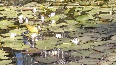 Водяні лілії білого кольору, які ростуть по усій водоймі. Поміж квітками великі зелені листки округлої форми
