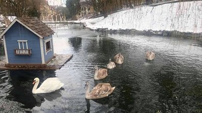 Фото: Цьогоріч у Стрийському парку на зимівлі залишається тринадцять лебедів