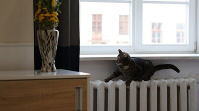 котячий мер Левчик гріє лапки на батареї. фото 2022 року